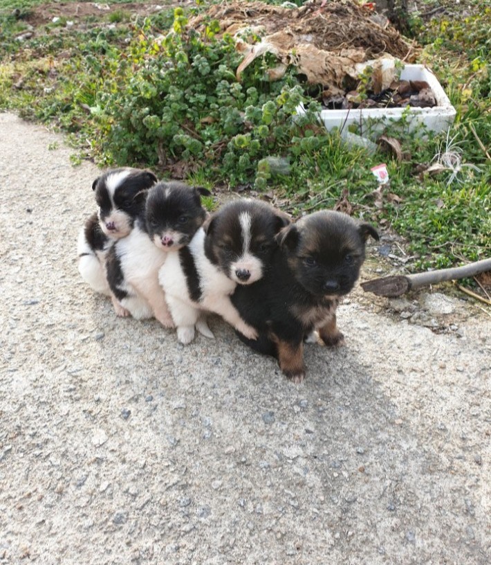 Puppies