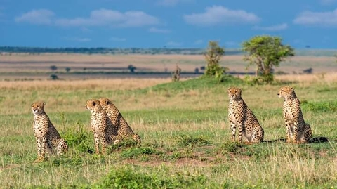 Fastest Five of Africa