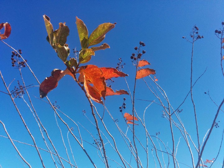 some fall leafs