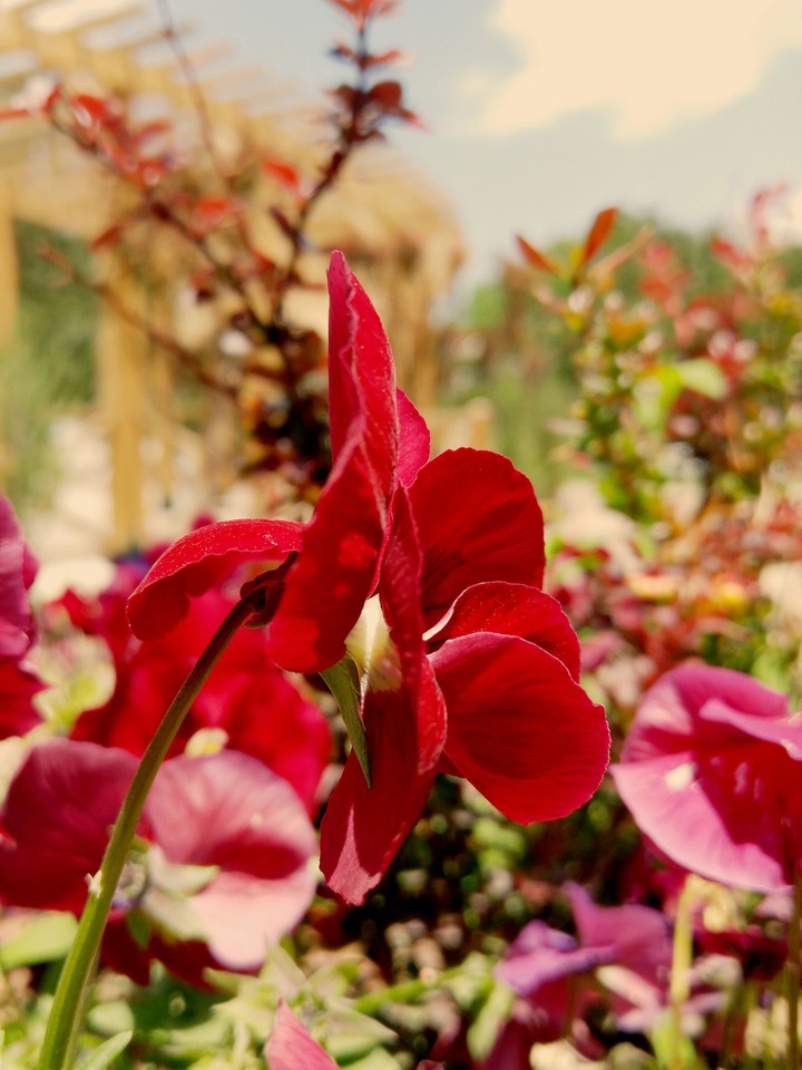 Flower