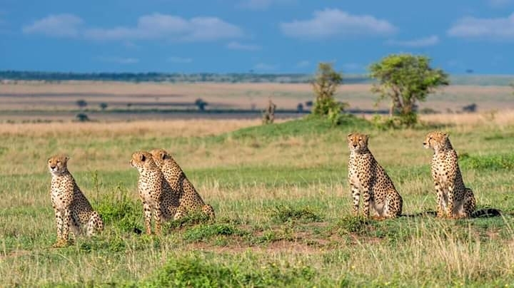 Fastest Five of Africa