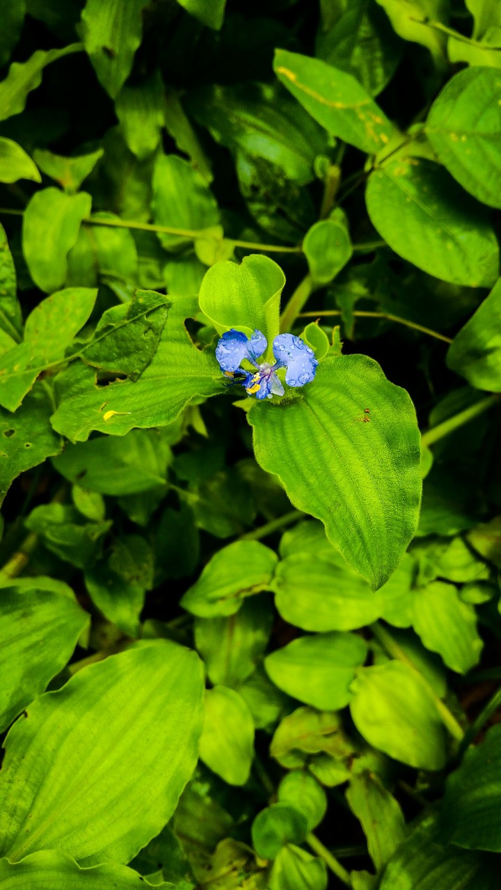blue lady
