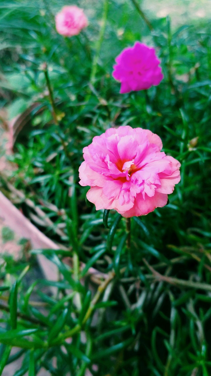 Pink Flower