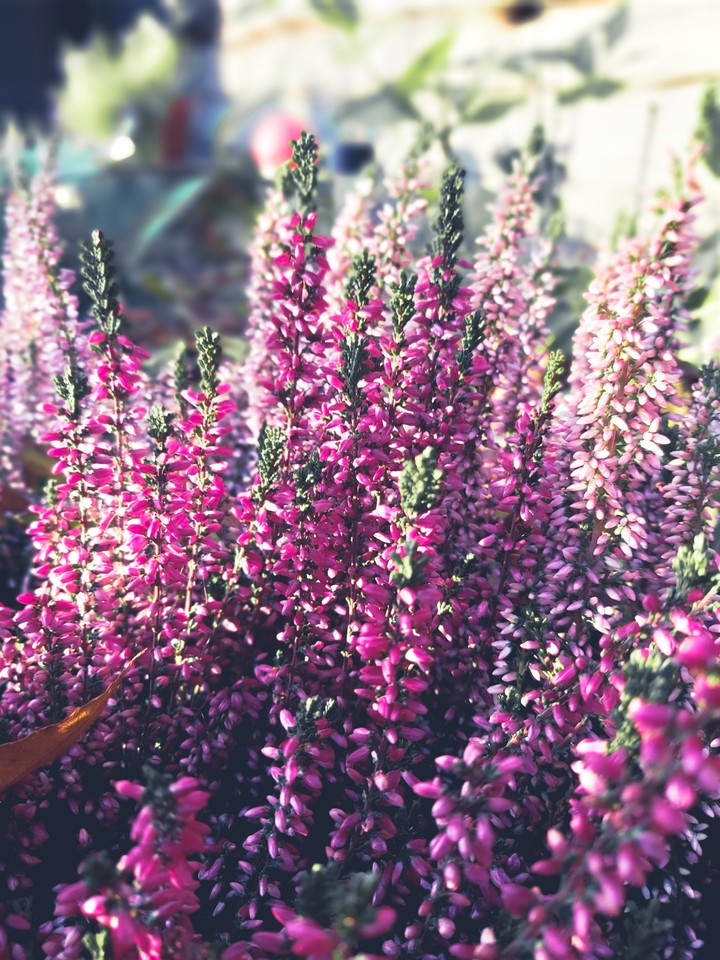 Autumn pink