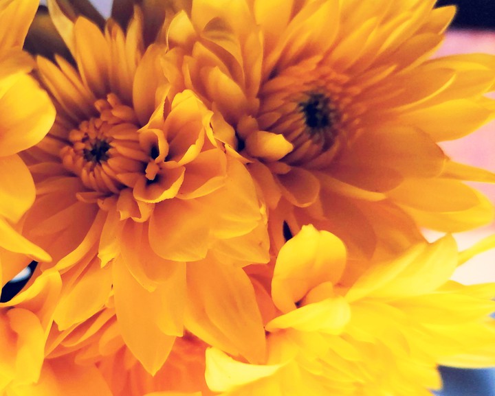 yellow flowers