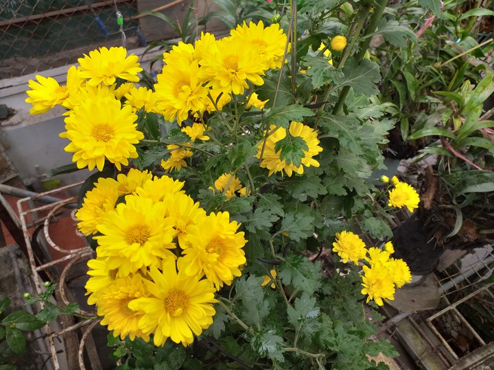 My flowers
