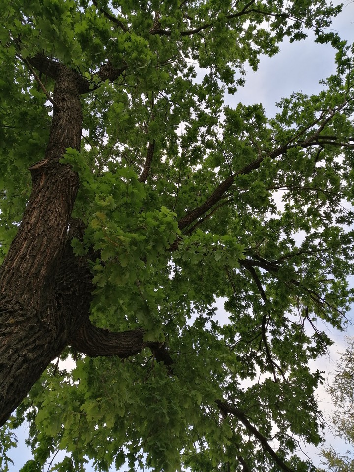 tree