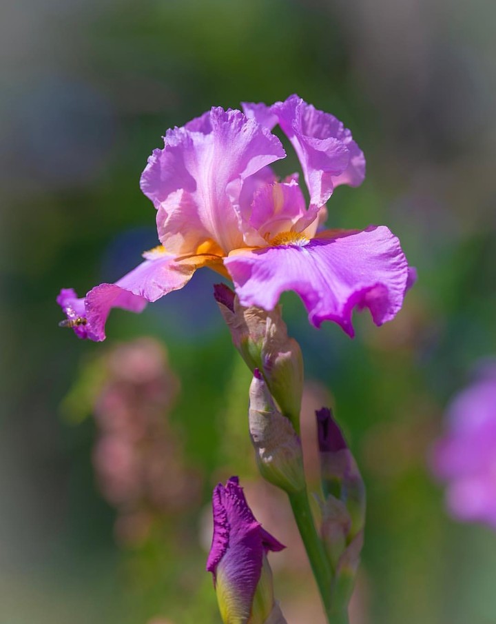 Iris