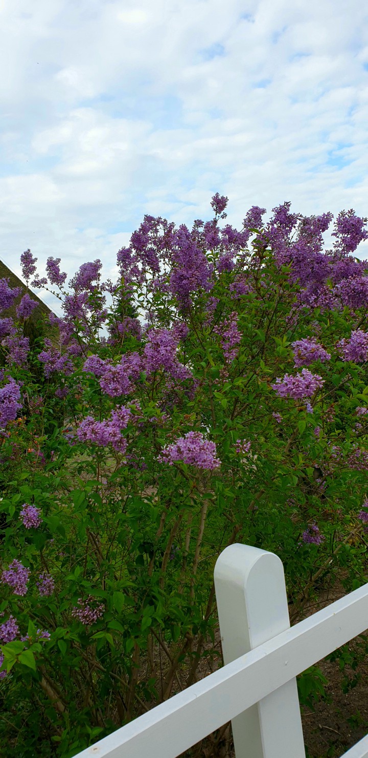 beautiful garden