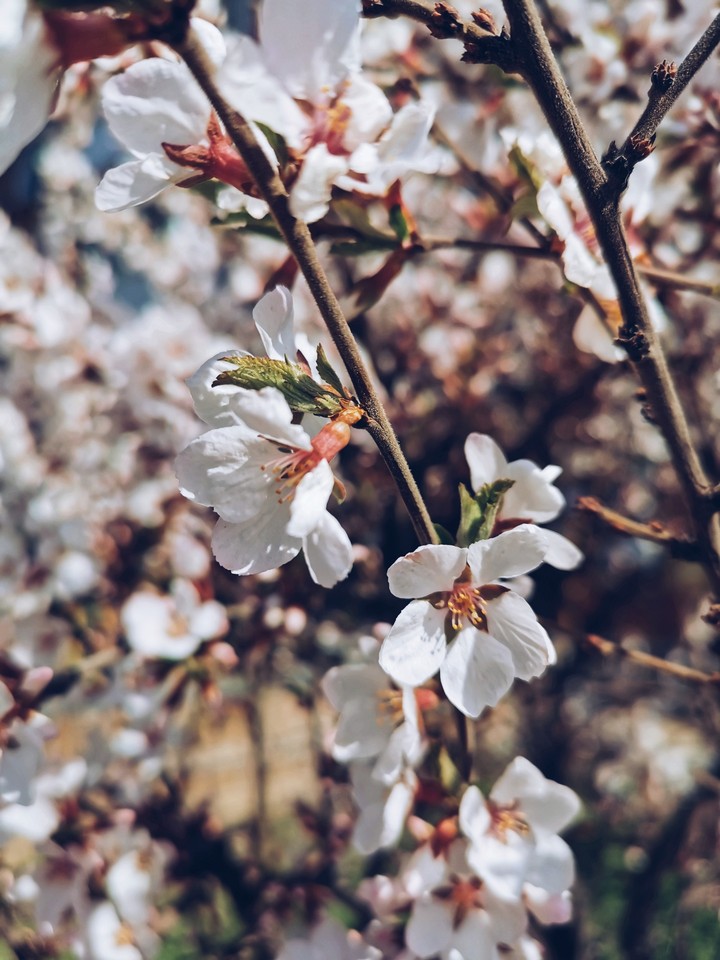 cherry
