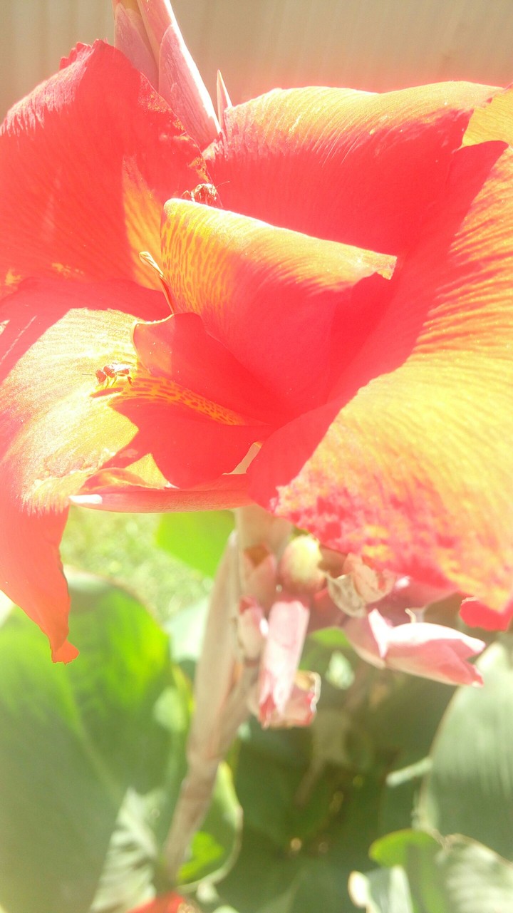 flower