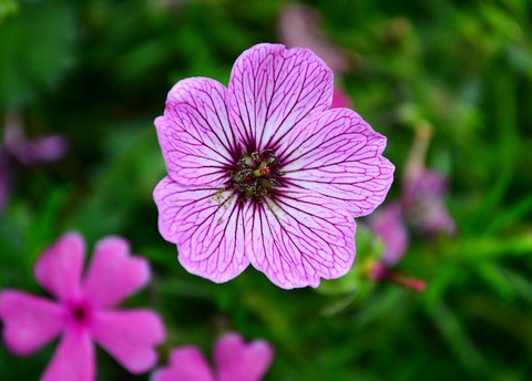 Flower