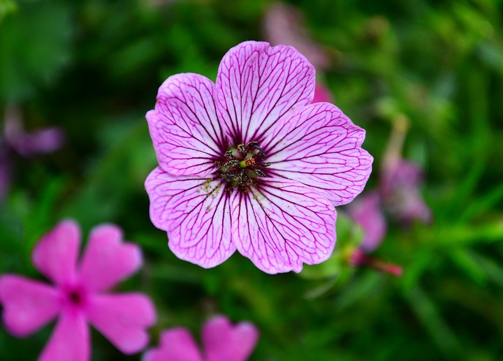 Flower