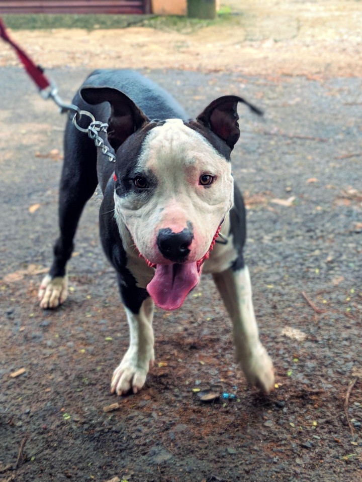 Pitbull