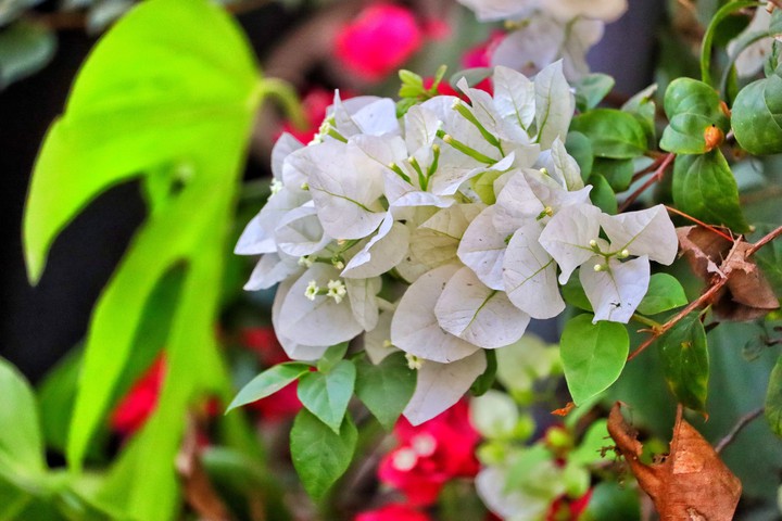 Blossom like a flower
