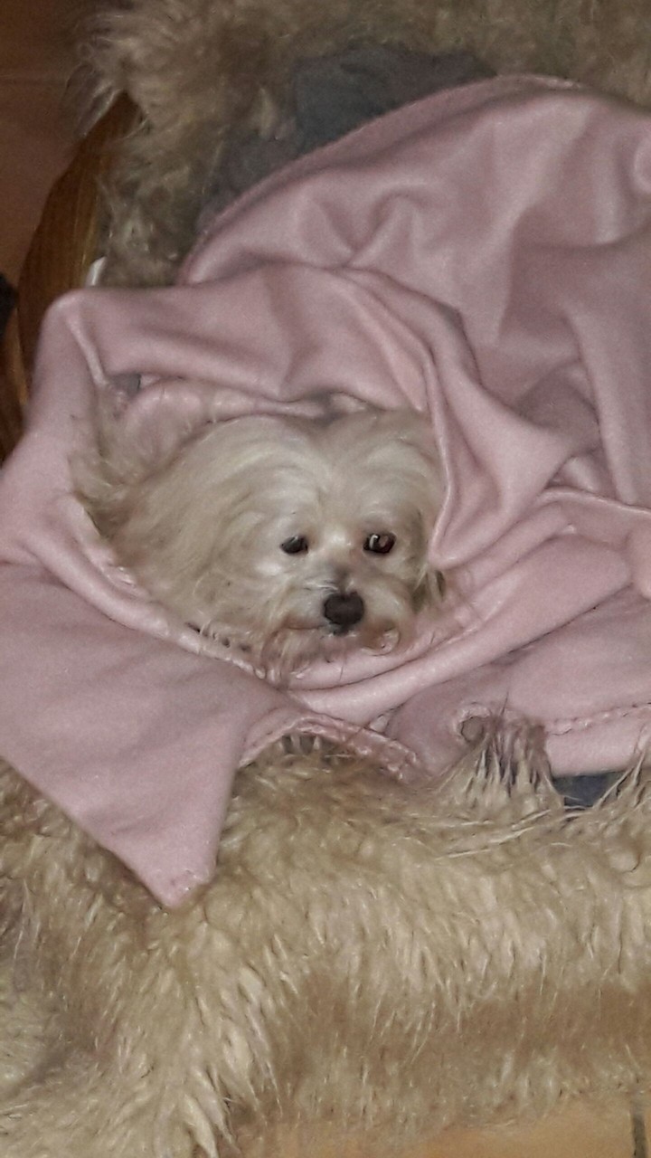 trudi