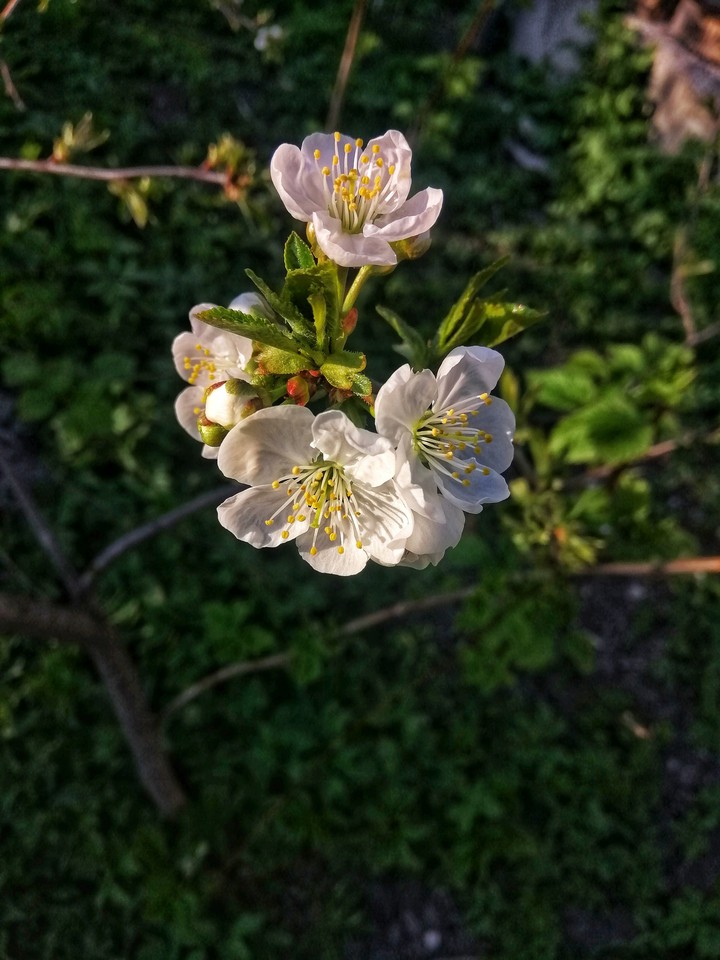 Cherry