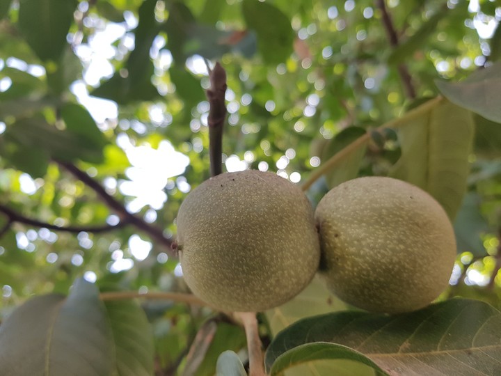 walnut