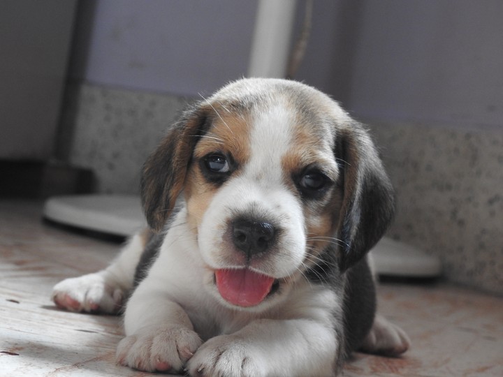 beagle