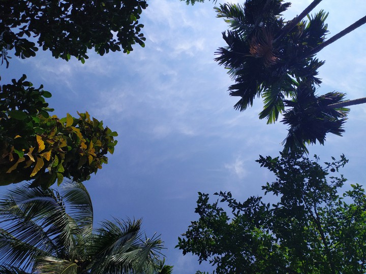 nature