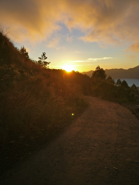 Morning Glory