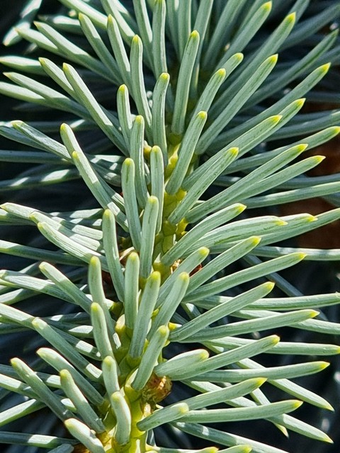 needles, twig壁纸