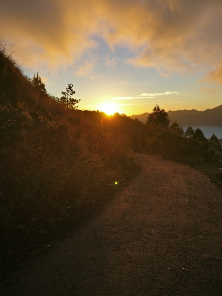 Morning Glory