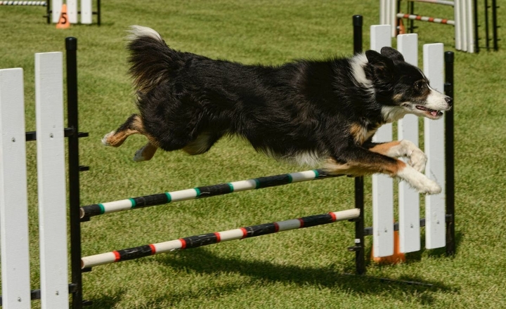 The Border Collie Because There Is No Better Dog