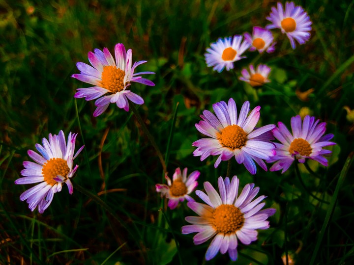 flowers