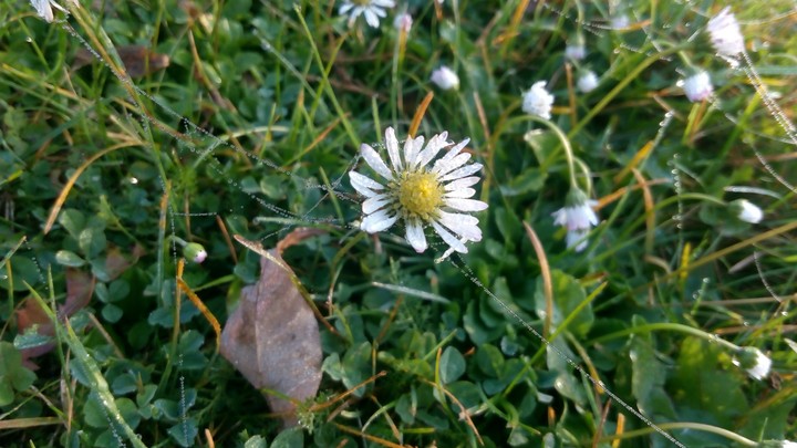 my beautiful morning at home in the garden.