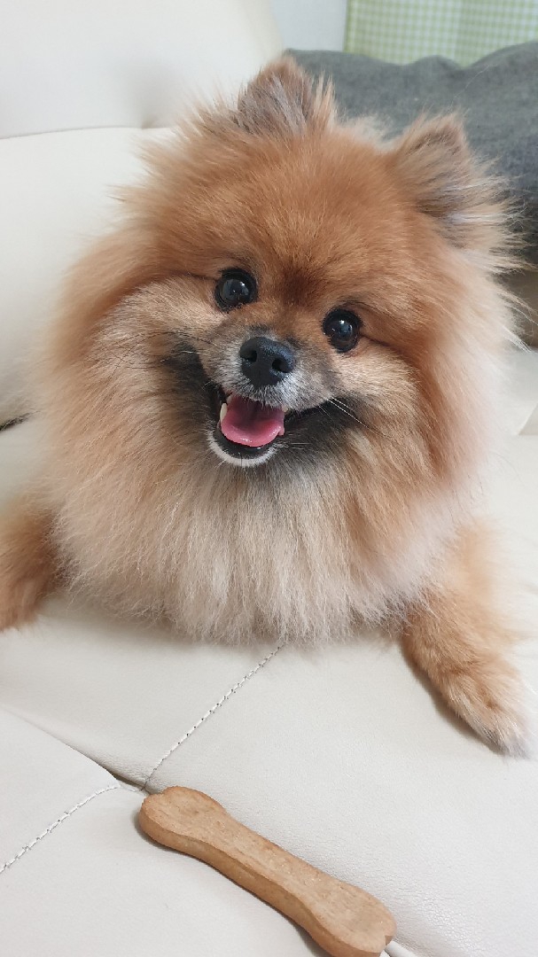 Happy puppy