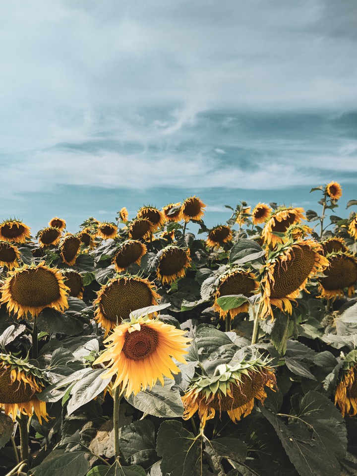 Sunflowers