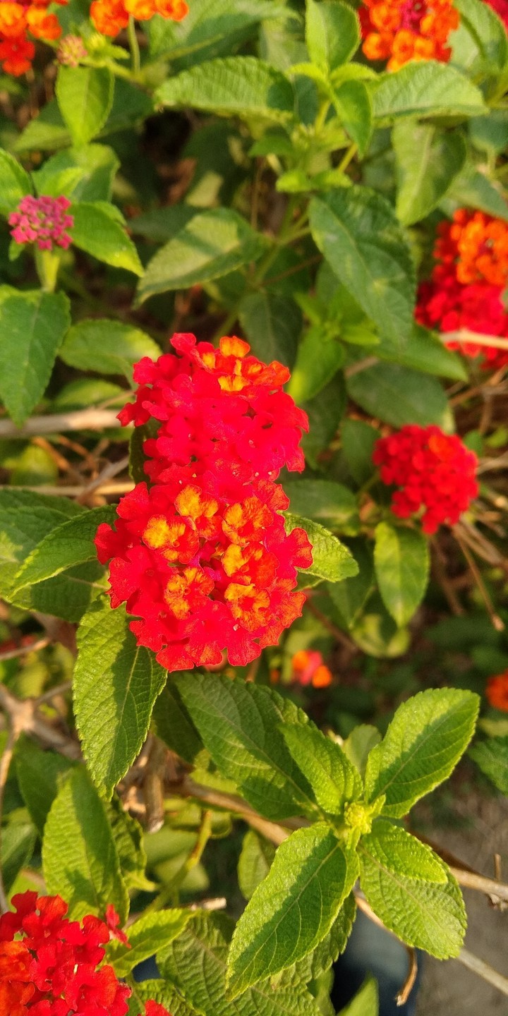 flower