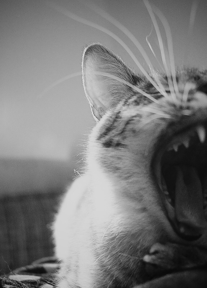cat