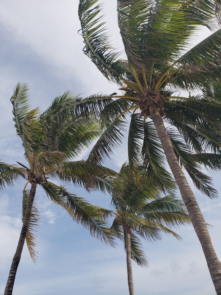 Palm Tree