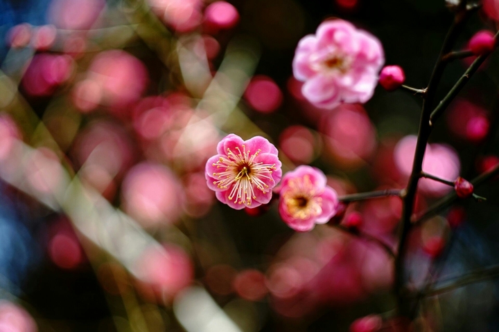 pink