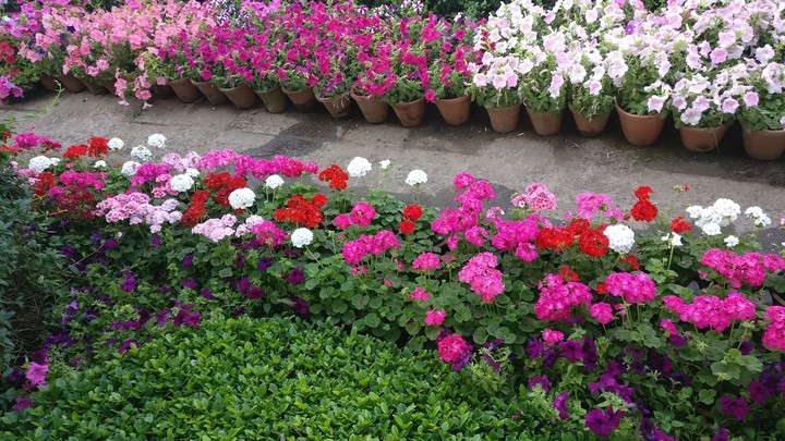 flowers