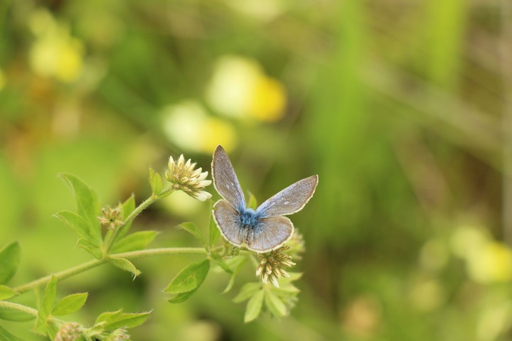 Blue Butterfly