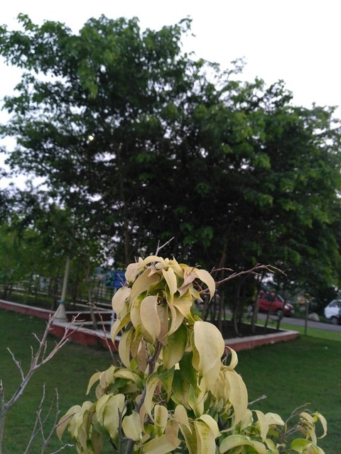 Nature Beauty