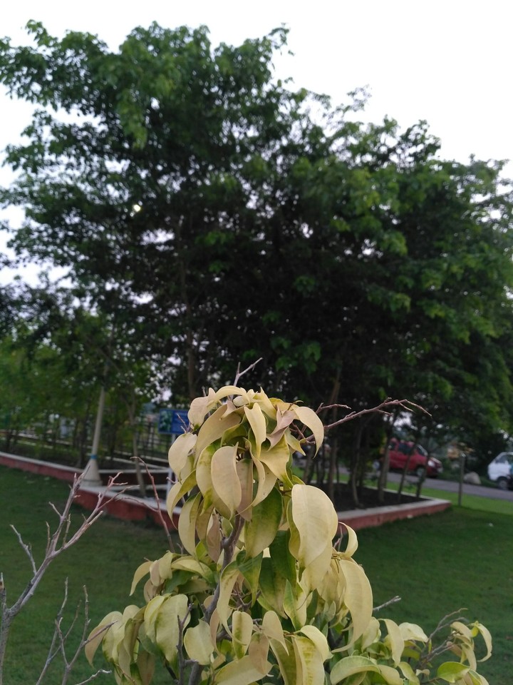 Nature Beauty
