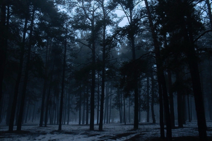 black forest