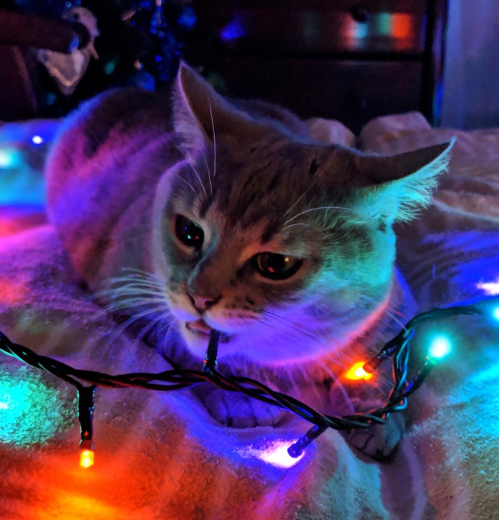 Christmas cat