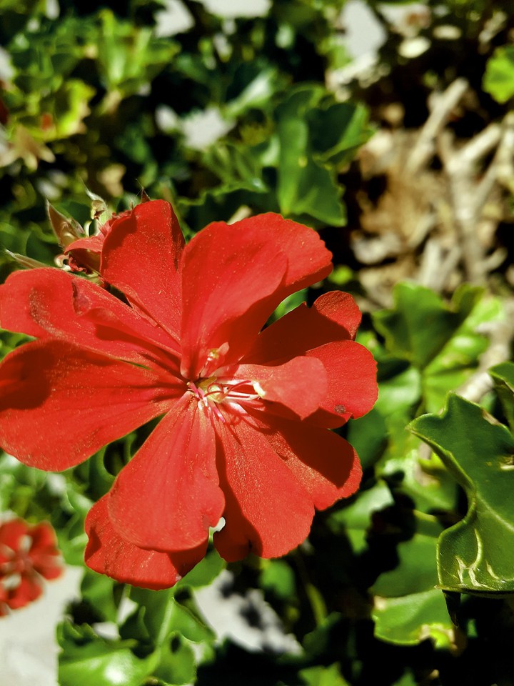 red flower