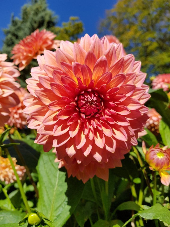Anglesey Abbey, flowers