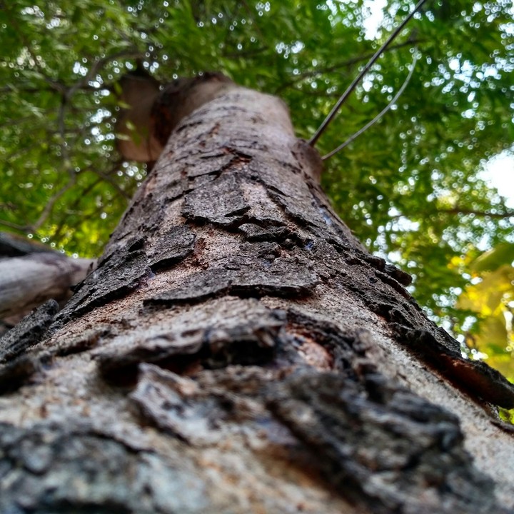 bark of the wounds