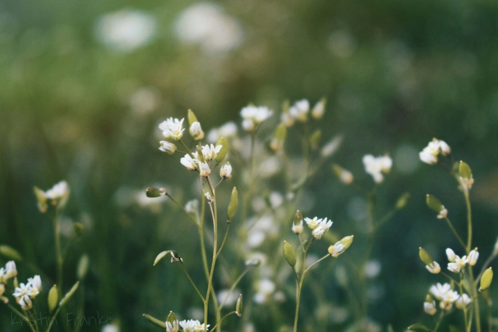 sunset flowers