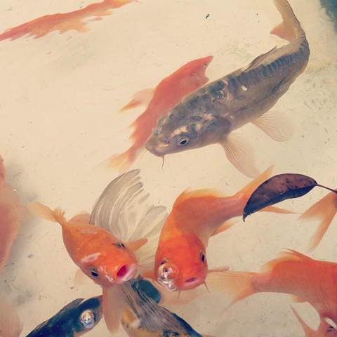 peces