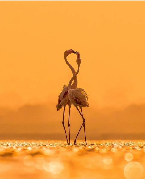 Animali