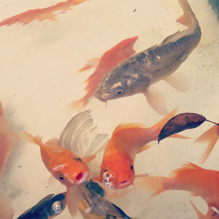 peces
