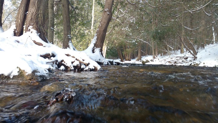 in the brook